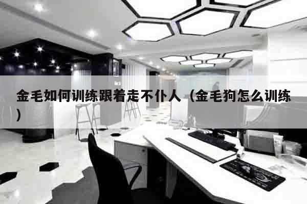 金毛如何训练跟着走不仆人（金毛狗怎么训练）