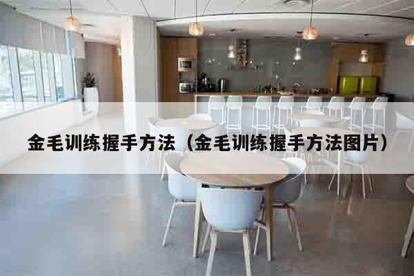 金毛训练握手方法（金毛训练握手方法图片）