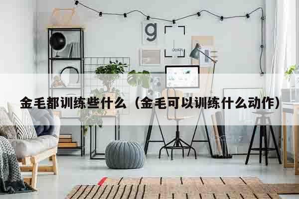 金毛都训练些什么（金毛可以训练什么动作）