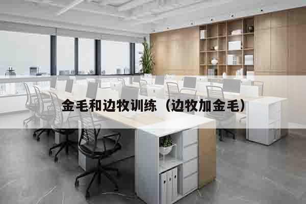 金毛和边牧训练（边牧加金毛）