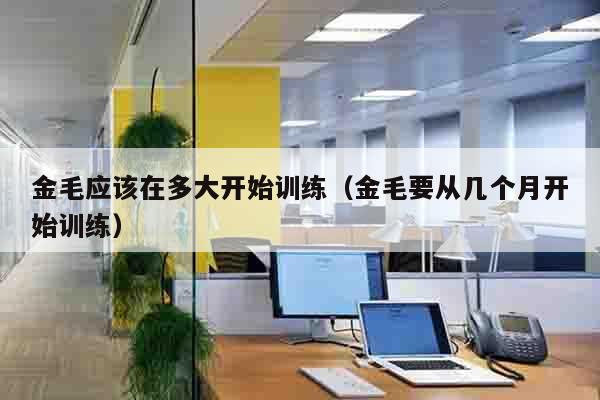 金毛应该在多大开始训练（金毛要从几个月开始训练）