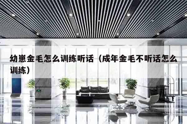 幼崽金毛怎么训练听话（成年金毛不听话怎么训练）