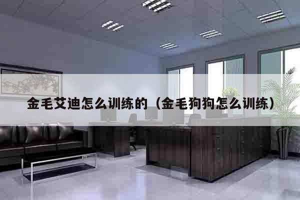 金毛艾迪怎么训练的（金毛狗狗怎么训练）