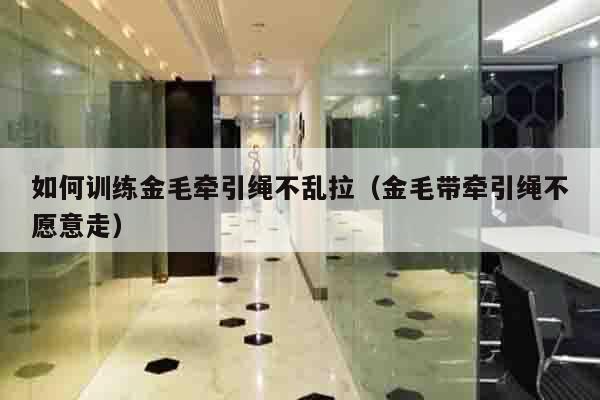 如何训练金毛牵引绳不乱拉（金毛带牵引绳不愿意走）