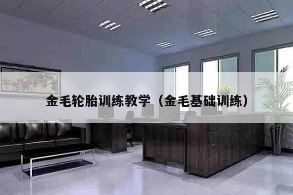 金毛轮胎训练教学（金毛基础训练）