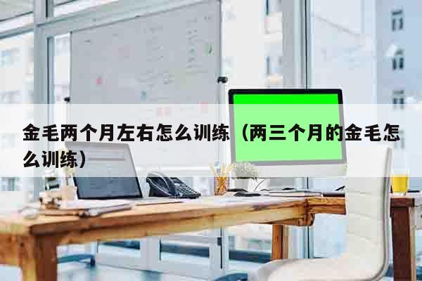 金毛两个月左右怎么训练（两三个月的金毛怎么训练）