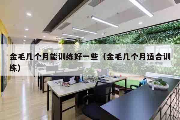 金毛几个月能训练好一些（金毛几个月适合训练）
