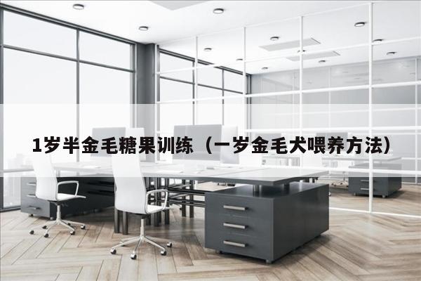 1岁半金毛糖果训练（一岁金毛犬喂养方法）
