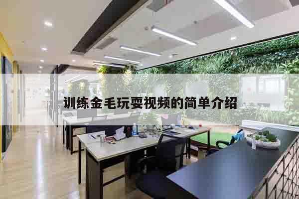 训练金毛玩耍视频的简单介绍
