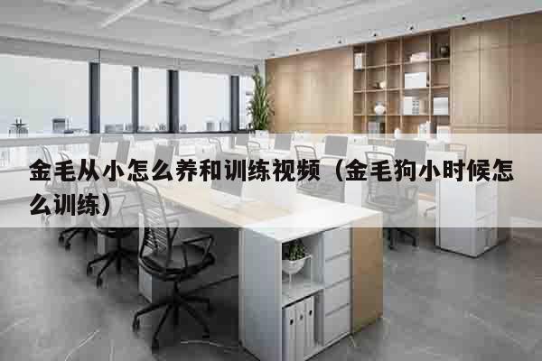 金毛从小怎么养和训练视频（金毛狗小时候怎么训练）