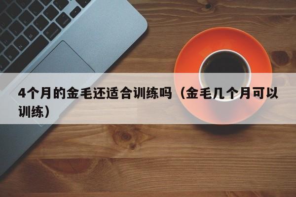 4个月的金毛还适合训练吗（金毛几个月可以训练）