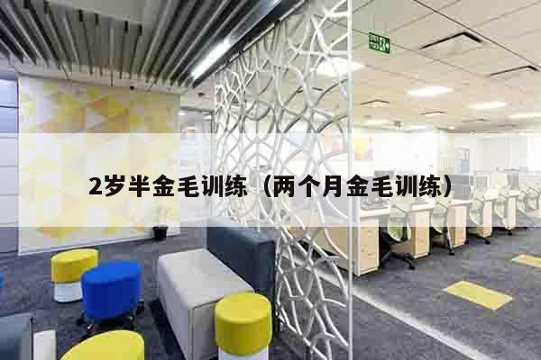 2岁半金毛训练（两个月金毛训练）
