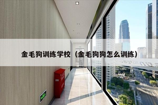 金毛狗训练学校（金毛狗狗怎么训练）
