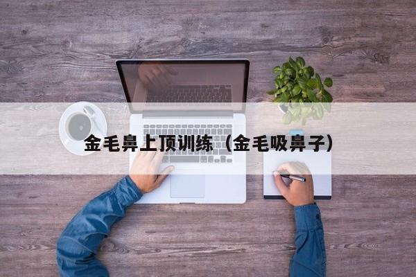 金毛鼻上顶训练（金毛吸鼻子）