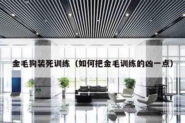 金毛狗装死训练（如何把金毛训练的凶一点）