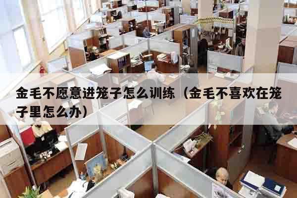 金毛不愿意进笼子怎么训练（金毛不喜欢在笼子里怎么办）