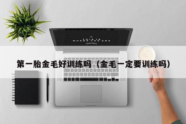 第一胎金毛好训练吗（金毛一定要训练吗）