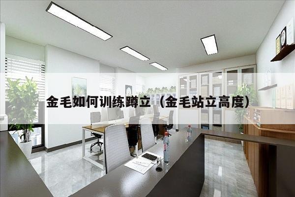 金毛如何训练蹲立（金毛站立高度）