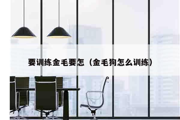 要训练金毛要怎（金毛狗怎么训练）