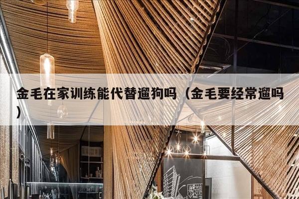 金毛在家训练能代替遛狗吗（金毛要经常遛吗）