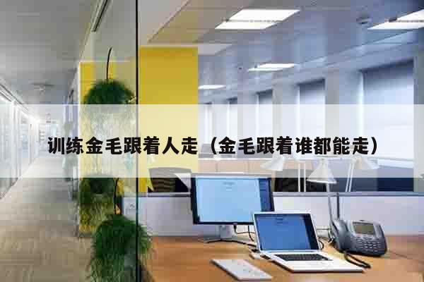 训练金毛跟着人走（金毛跟着谁都能走）