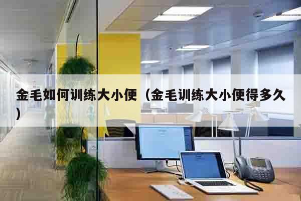 金毛如何训练大小便（金毛训练大小便得多久）