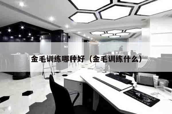 金毛训练哪种好（金毛训练什么）