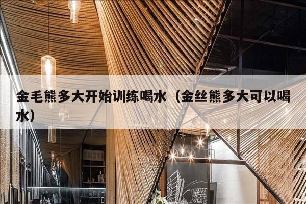 金毛熊多大开始训练喝水（金丝熊多大可以喝水）