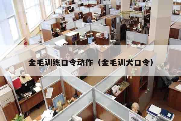 金毛训练口令动作（金毛训犬口令）