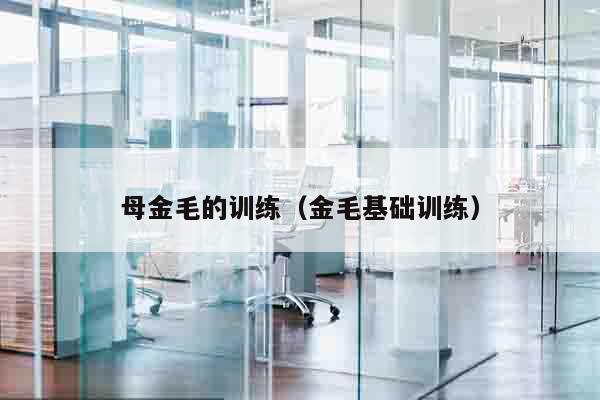 母金毛的训练（金毛基础训练）