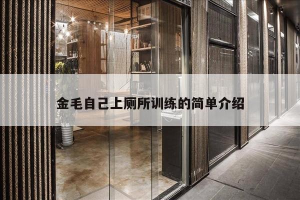 金毛自己上厕所训练的简单介绍