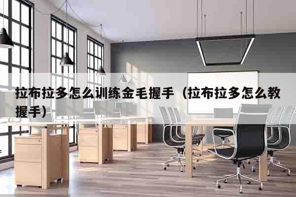 拉布拉多怎么训练金毛握手（拉布拉多怎么教握手）