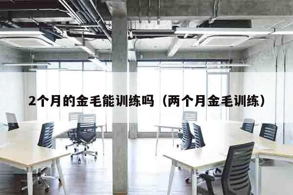 2个月的金毛能训练吗（两个月金毛训练）