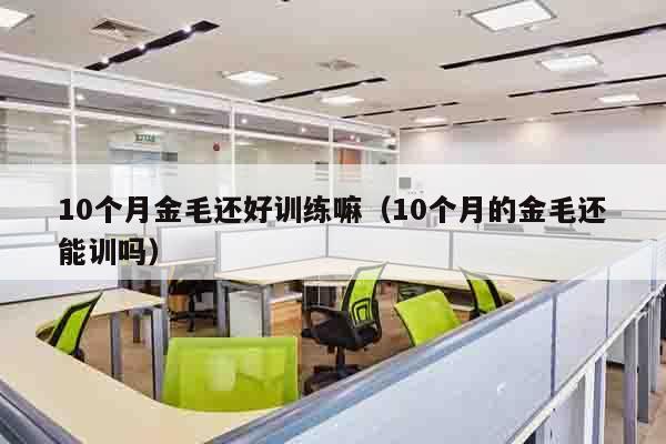 10个月金毛还好训练嘛（10个月的金毛还能训吗）