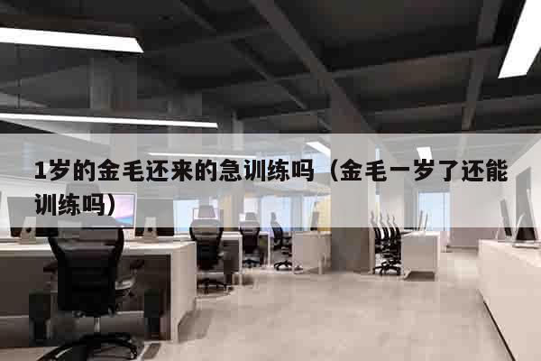 1岁的金毛还来的急训练吗（金毛一岁了还能训练吗）