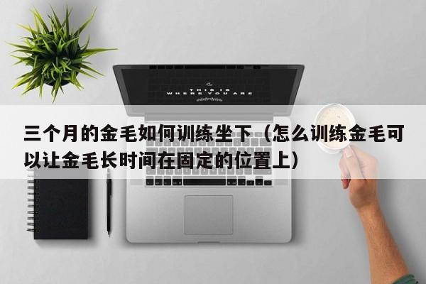三个月的金毛如何训练坐下（怎么训练金毛可以让金毛长时间在固定的位置上）