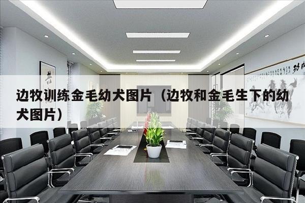 边牧训练金毛幼犬图片（边牧和金毛生下的幼犬图片）