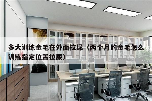 多大训练金毛在外面拉屎（两个月的金毛怎么训练指定位置拉屎）