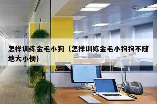 怎样训练金毛小狗（怎样训练金毛小狗狗不随地大小便）