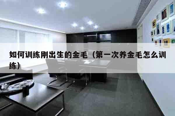 如何训练刚出生的金毛（第一次养金毛怎么训练）