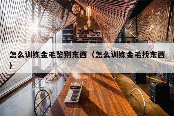 怎么训练金毛鉴别东西（怎么训练金毛找东西）