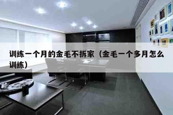 训练一个月的金毛不拆家（金毛一个多月怎么训练）