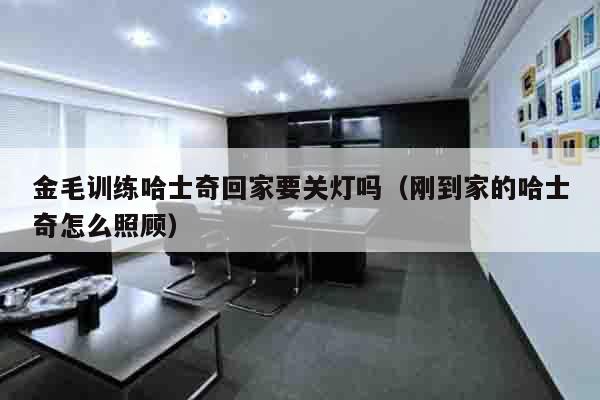 金毛训练哈士奇回家要关灯吗（刚到家的哈士奇怎么照顾）