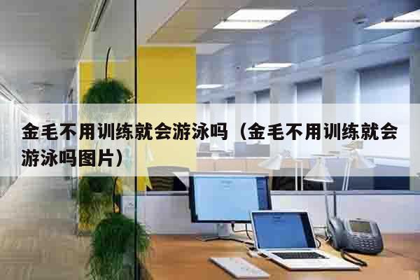 金毛不用训练就会游泳吗（金毛不用训练就会游泳吗图片）