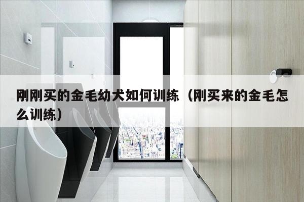 刚刚买的金毛幼犬如何训练（刚买来的金毛怎么训练）
