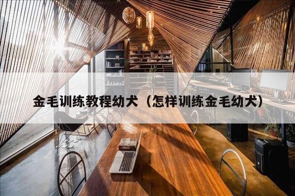 金毛训练教程幼犬（怎样训练金毛幼犬）