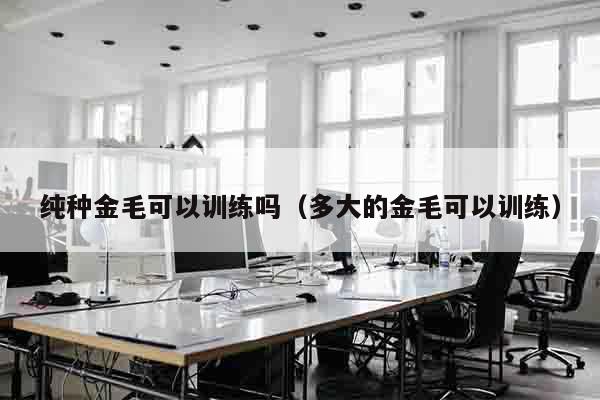 纯种金毛可以训练吗（多大的金毛可以训练）