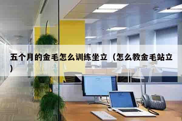 五个月的金毛怎么训练坐立（怎么教金毛站立）