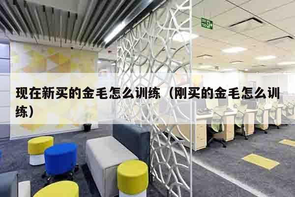 现在新买的金毛怎么训练（刚买的金毛怎么训练）