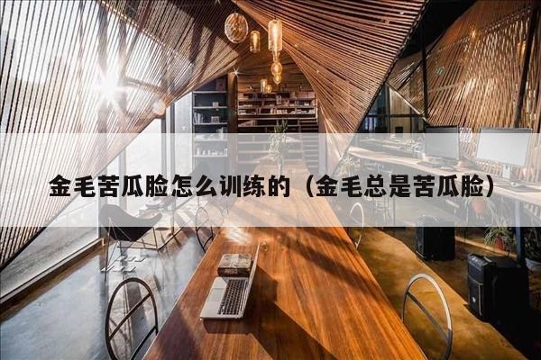 金毛苦瓜脸怎么训练的（金毛总是苦瓜脸）